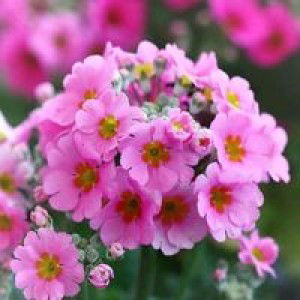 Isna Wati profile icon