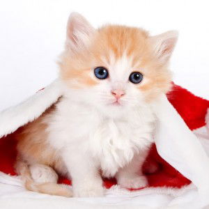 biela nabilah95 profile icon