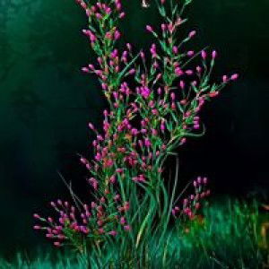 Wahyu Asyiella profile icon