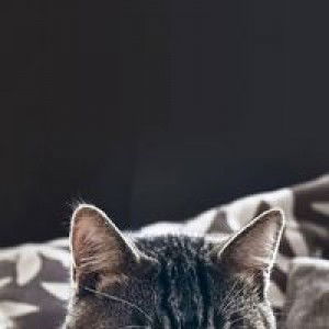 Indar Herlana profile icon