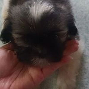 Akim Ys profile icon