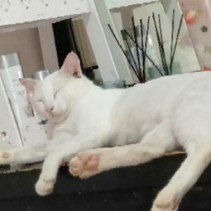 Bulan Dari profile icon