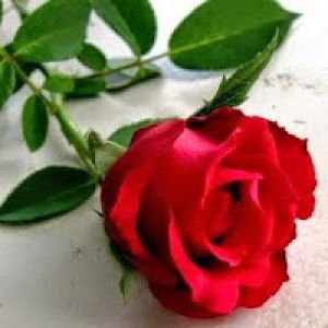 Qonita Nj profile icon