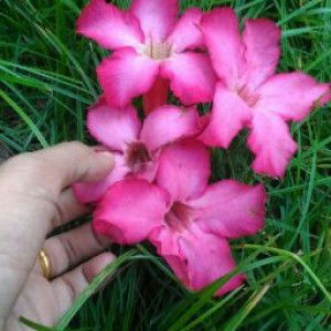 Asya Salsabila profile icon