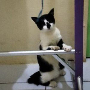 Teh Marsha profile icon