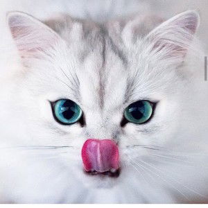 M Rofiul Hadi Saputroh profile icon