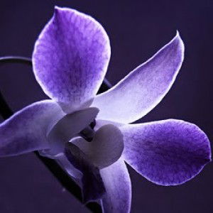 Wanita Siberia profile icon