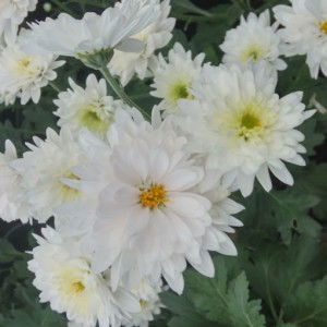 Fadilla Arishadea profile icon