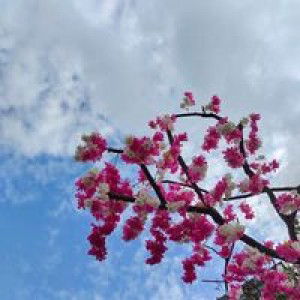 ฟารีดะห์  สะแม profile icon