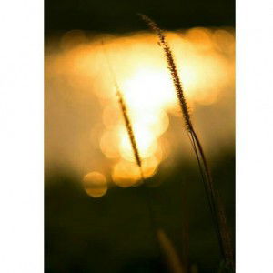 Nur Intan Islami profile icon