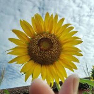 Septi Mirtasari profile icon