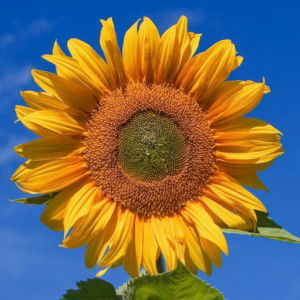 Aprilia nur vita profile icon