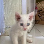 Siti Ridha Amelia profile icon