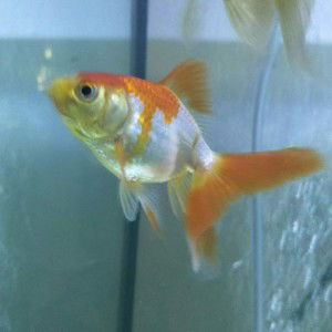 moly luxky profile icon