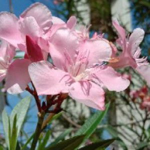 Meirina Handayani profile icon