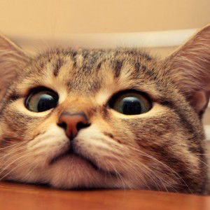 Tata Kesumaatmadja profile icon