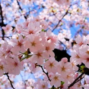 Ayuri Hanami profile icon