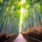 Lestari Tari profile icon