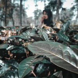 Teh Cucu profile icon