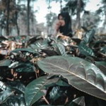 Teh Cucu profile icon