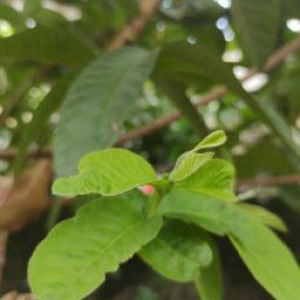 murhami dian ariesti profile icon