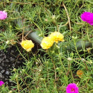 Isnah Christy profile icon