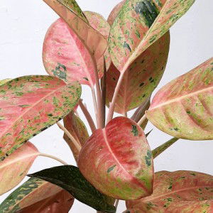 Fayrose Fay profile icon