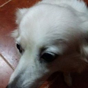 Cristie Paguntalan profile icon