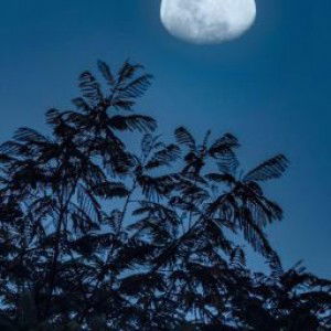 karina widyastuti 129 A218 profile icon