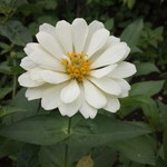 Leny Prasetya profile icon