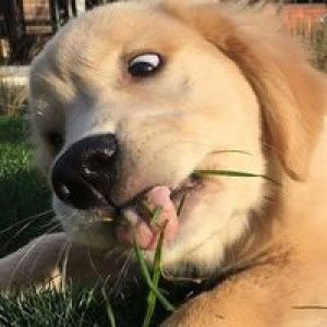 MamiMoKaren profile icon