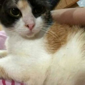 Syafiqa Hisham profile icon