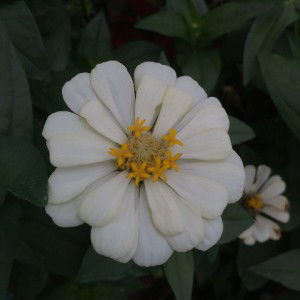 RIFA ATUL MAHMUDAH profile icon