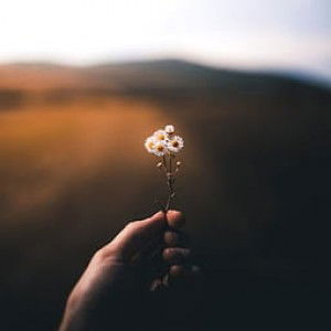 Vivi Nur profile icon