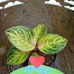 New Aglonema profile icon