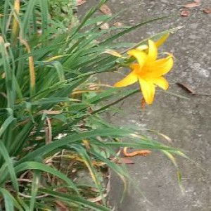 Wis Astuni profile icon