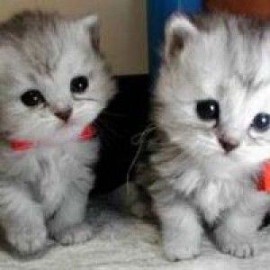 Adelya Maharani profile icon