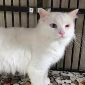 Valerie Danis Sri Stardiyanti profile icon