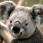 Ayisah lohramae profile icon