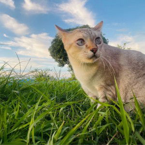 นิตยา ฉ่ำโต profile icon