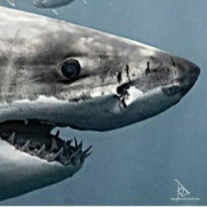 Pendragon 'S profile icon