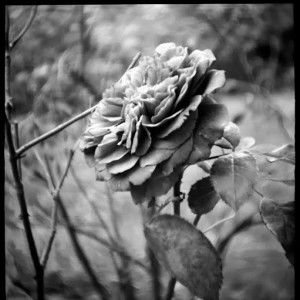 Lastrose ed profile icon