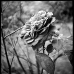 Lastrose ed profile icon