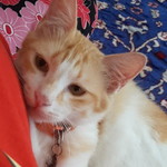 Juneda Ahmad profile icon