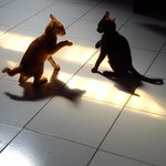 her diyan profile icon
