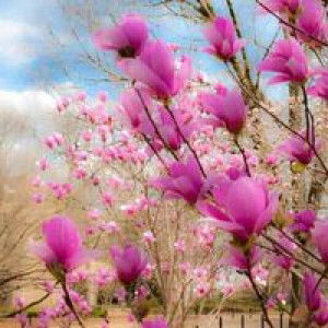 Khafia Mawaddah profile icon