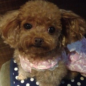 sumonmal nomaya profile icon