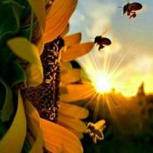 นิชกานต์ โกทัน profile icon