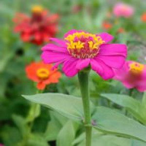 Elly Rohmah profile icon