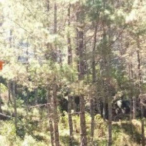 felia elsaf profile icon